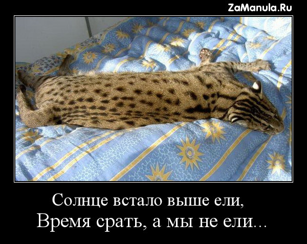 Солнце встало выше ели Солнце встало выше ели
