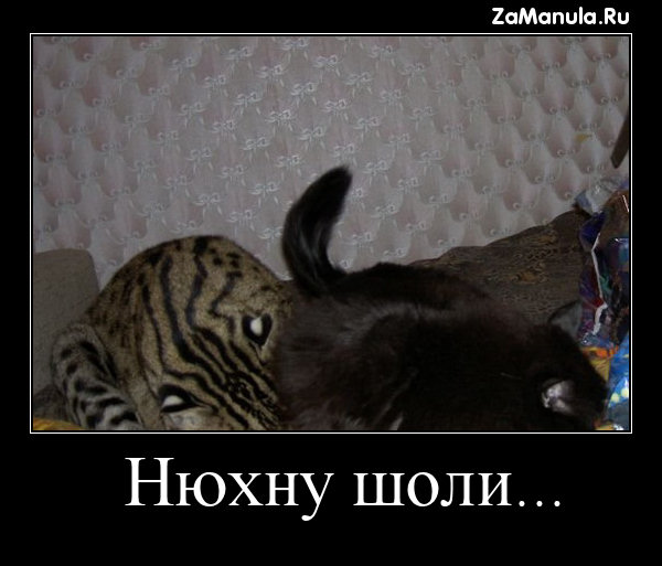 Нюхну шоли... Нюхну шоли...
