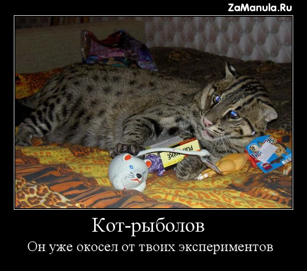 Он уже окосел от твоих экспериментов Он уже окосел от твоих экспериментов