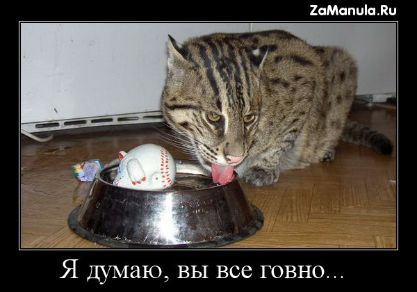 Я думаю, вы все говно... Я думаю, вы все говно...