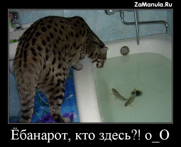 Ё*анарот, кто здесь?! o_O Ё*анарот, кто здесь?! o_O