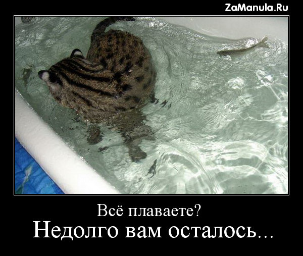 Всё плаваете? Всё плаваете?