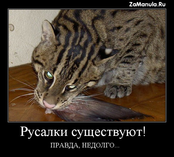 Русалки существуют! Русалки существуют!