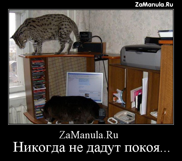 zamanula.com zamanula.com