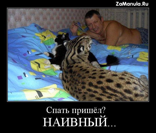 Спать пришёл? Спать пришёл?