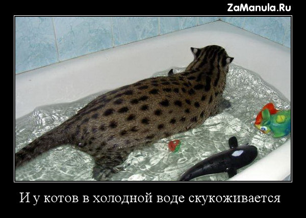 И у котов в холодной воде скукоживается И у котов в холодной воде скукоживается