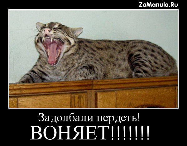 Задолбали пердеть! Задолбали пердеть!