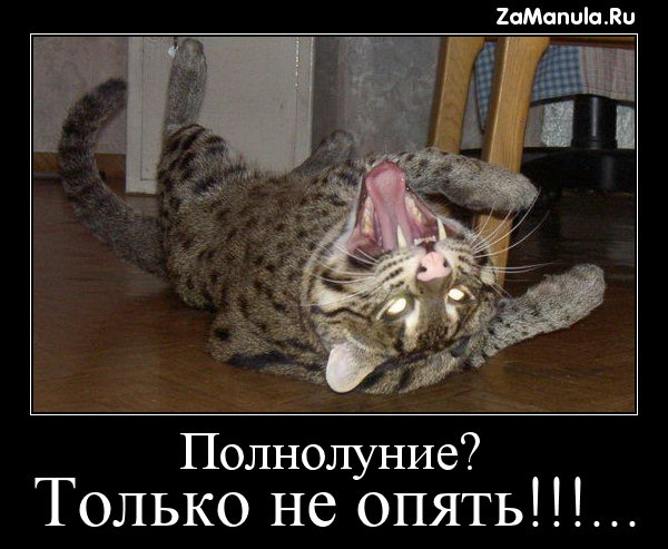 Полнолуние? Полнолуние?