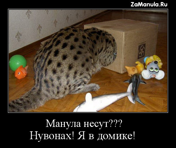 Манула несут??? Манула несут???