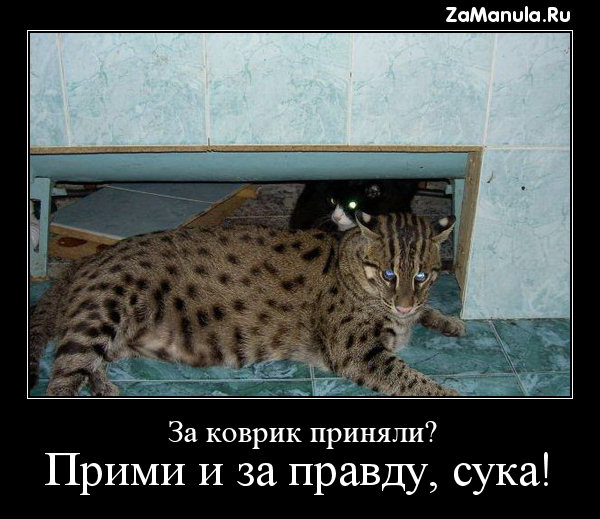 За коврик приняли? За коврик приняли?