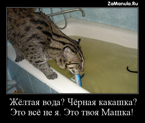 Жёлтая вода? Чёрная какашка? Жёлтая вода? Чёрная какашка?