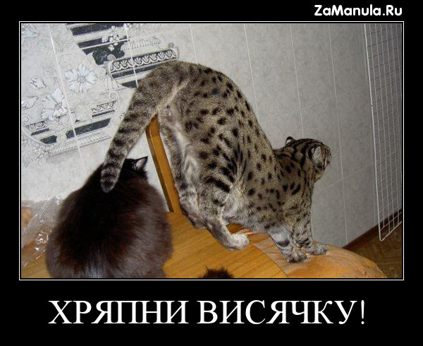 ХРЯПНИ ВИСЯЧКУ! ХРЯПНИ ВИСЯЧКУ!