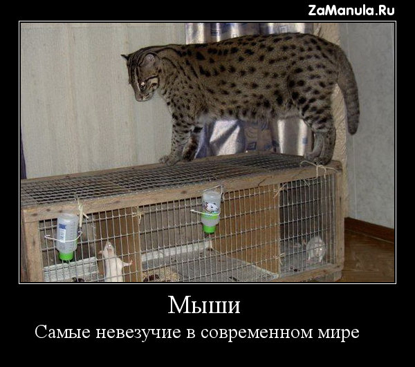 Мыши Мыши