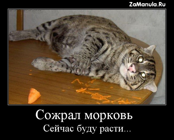 Сожрал морковь Сожрал морковь
