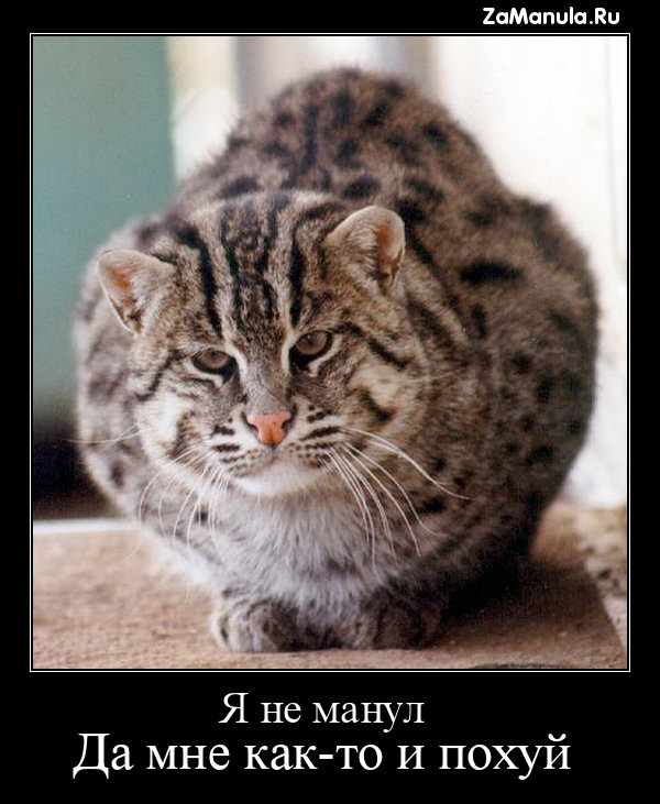 Я не манул Я не манул