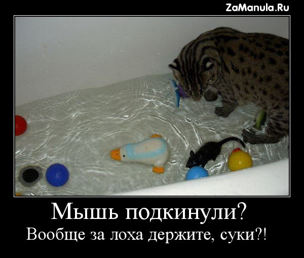 Мышь подкинули? Мышь подкинули?