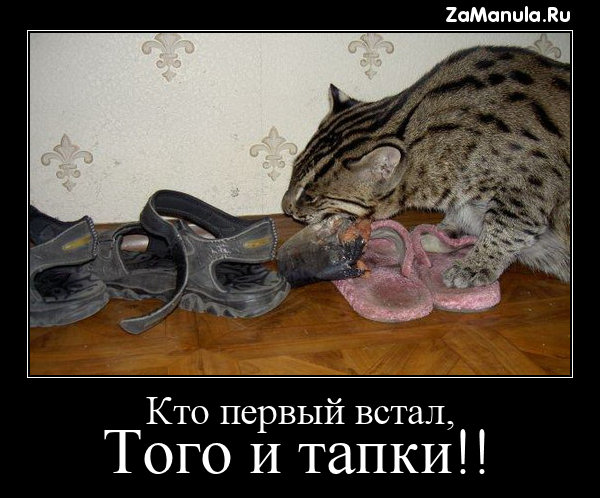 Кто первый встал, того и тапки! Кто первый встал, того и тапки!