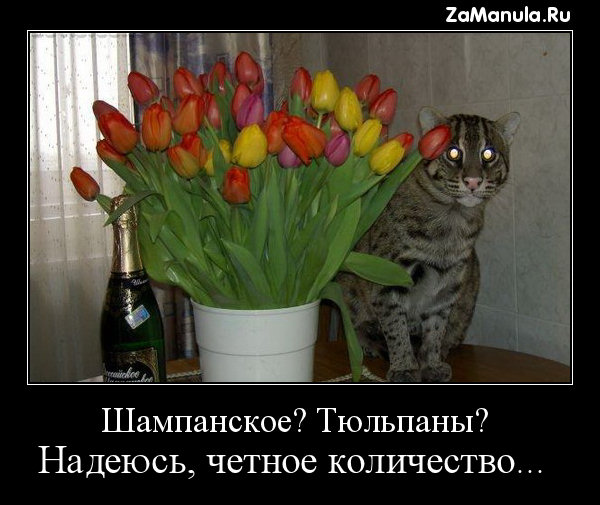 Шампанское? Тюльпаны? Шампанское? Тюльпаны?