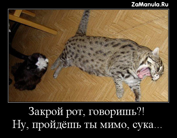 Закрой рот, говоришь?! Закрой рот, говоришь?!