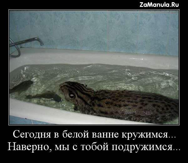 Сегодня в белой ванне кружимся... Сегодня в белой ванне кружимся...
