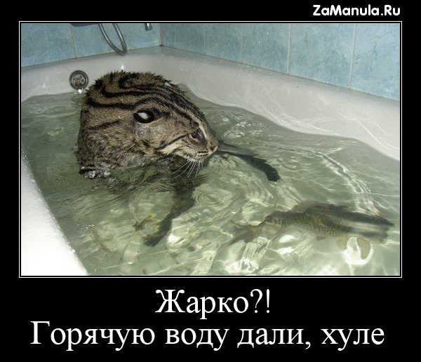 Горячую воду дали, хуле Горячую воду дали, хуле