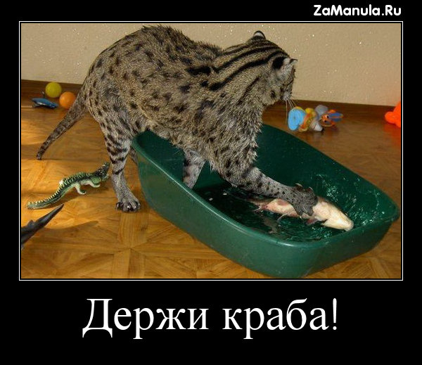Держи краба! Держи краба!