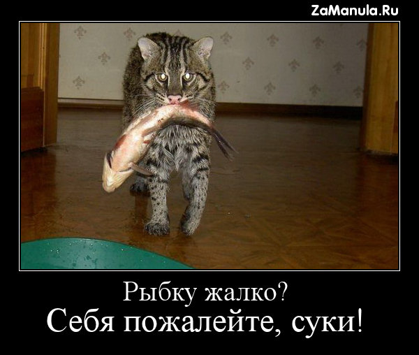 Рыбку жалко? Рыбку жалко?