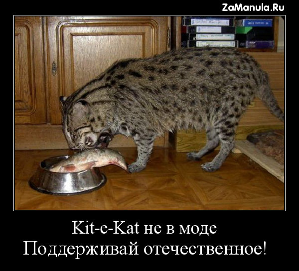 Kit-e-Kat не в моде Kit-e-Kat не в моде