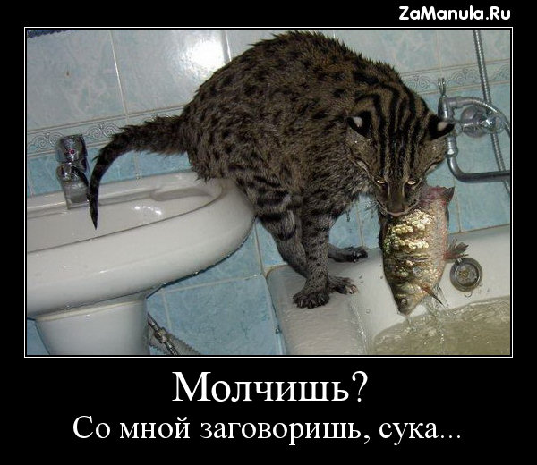 Молчишь? Молчишь?