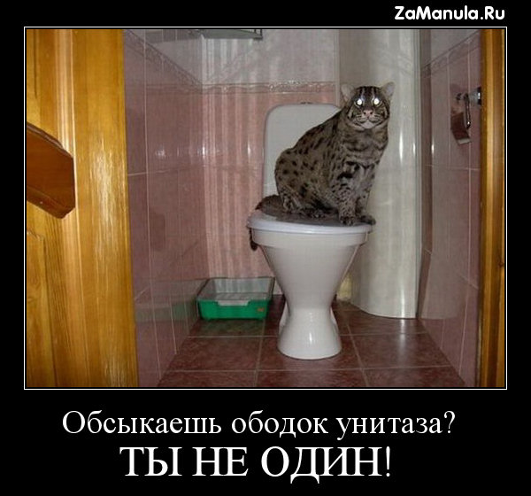 Обсыкаешь ободок унитаза? Обсыкаешь ободок унитаза?