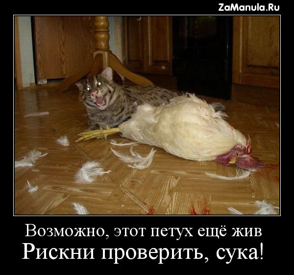 Возможно, этот петух ещё жив Возможно, этот петух ещё жив