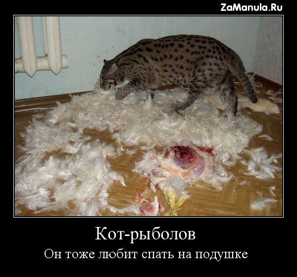 Он тоже любит спать на подушке Он тоже любит спать на подушке