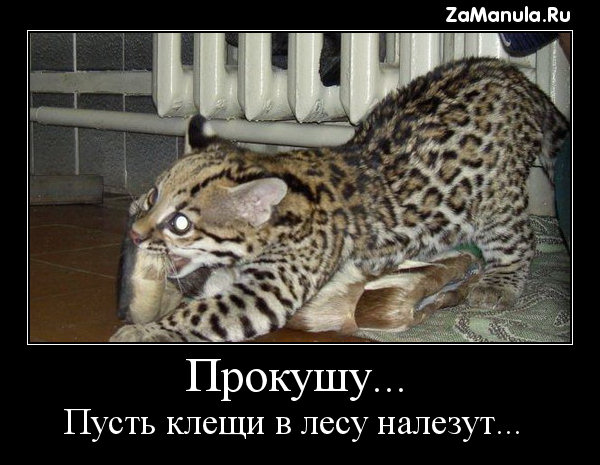 Прокушу... Прокушу...