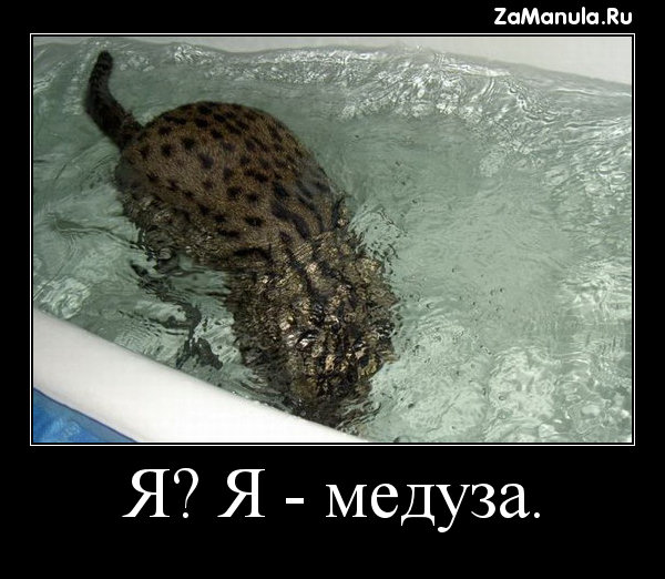 Я? Я - медуза Я? Я - медуза