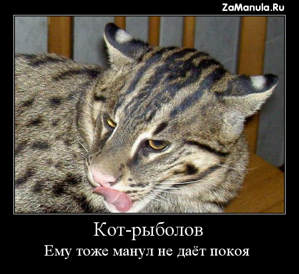 Ему тоже манул не даёт покоя Ему тоже манул не даёт покоя