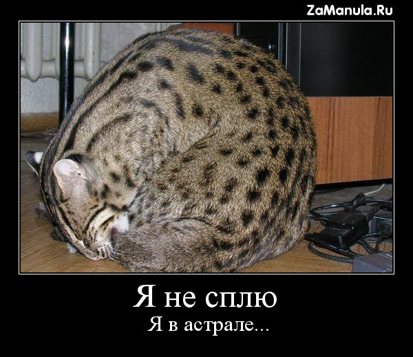 Я не сплю Я не сплю