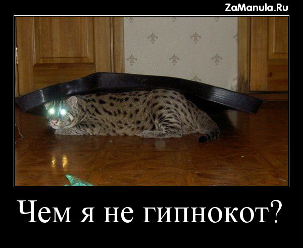 Чем я не гипнокот? Чем я не гипнокот?