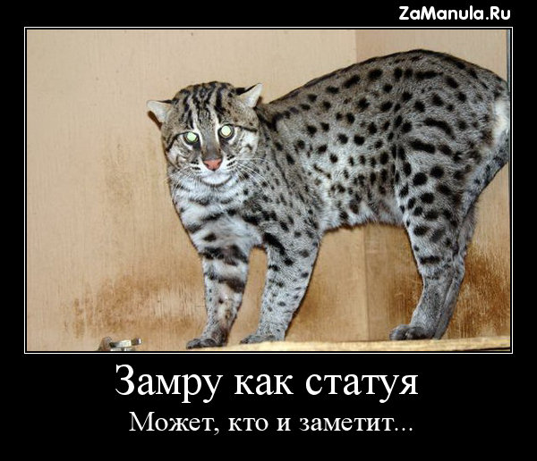 Замру как статуя Замру как статуя