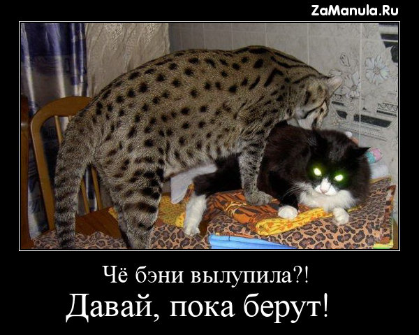 Чё бэни вылупила?! Чё бэни вылупила?!