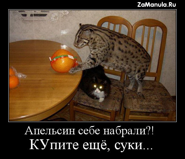 Апельсин себе набрали?! Апельсин себе набрали?!