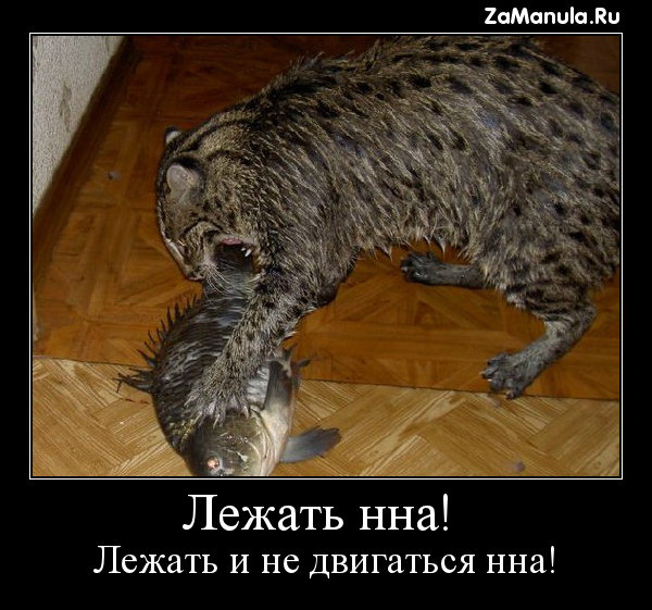 Лежать нна! Лежать нна!