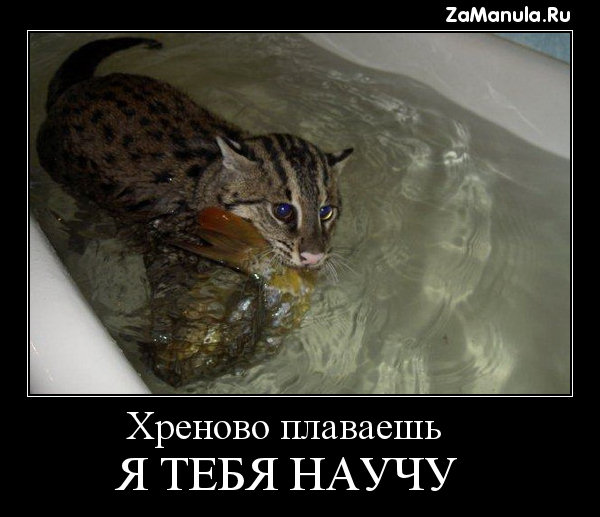 Хреново плаваешь Хреново плаваешь