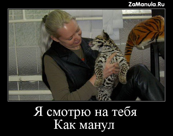 Я смотрю на тебя как манул Я смотрю на тебя как манул