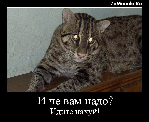 И че вам надо?