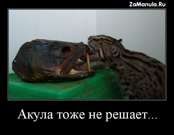 Акула тоже не решает... Акула тоже не решает...