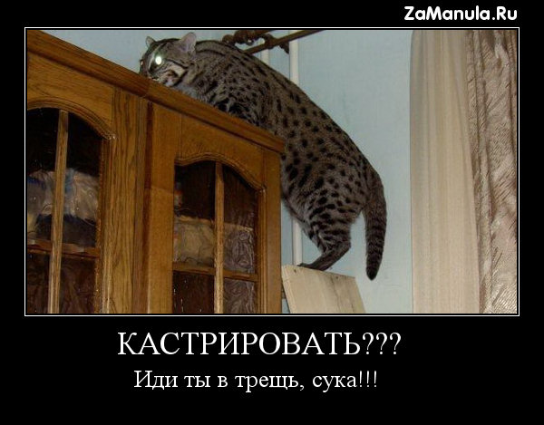 КАСТРИРОВАТЬ??? КАСТРИРОВАТЬ???