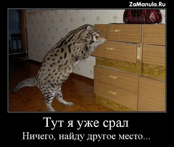 Тут я уже срал Тут я уже срал