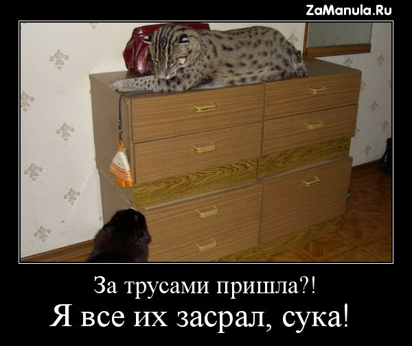 За трусами пришла?! За трусами пришла?!