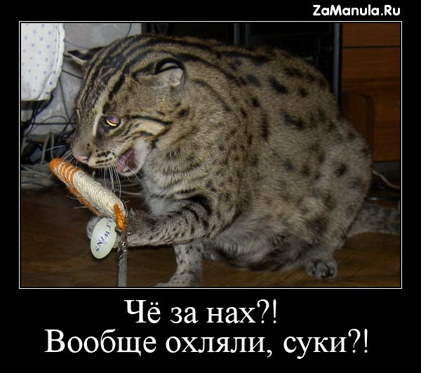 Чё за нах?! Чё за нах?!