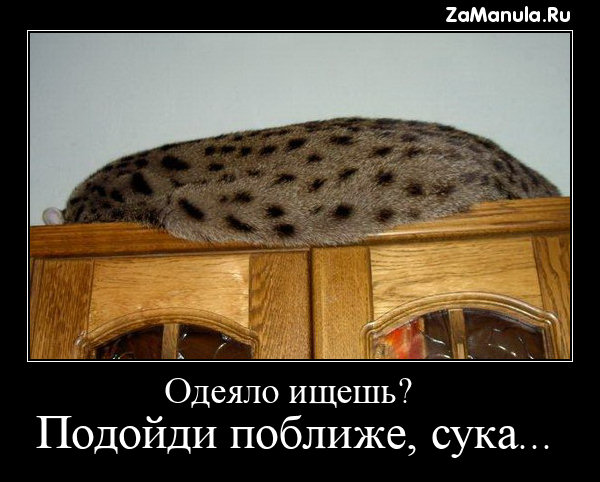 Одеяло ищешь?